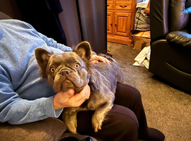 2 year old fluffy girl French bulldog