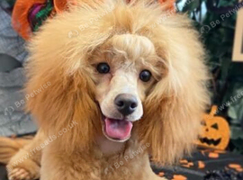 KC registered toy poodle bitch 3 years old