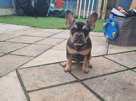 Frenchbulldog male