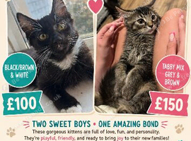 Last two boys waiting for forever homes!