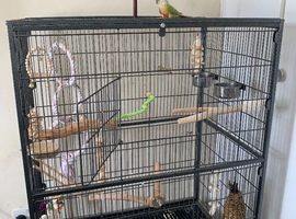 Pineapple conure for sale