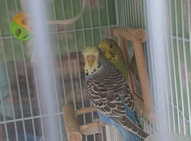 Pair of young hens became available again