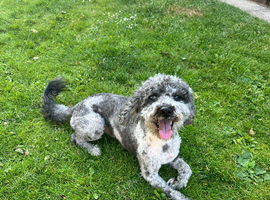 F1b Merle Cockapoo Available for Stud &ndash; Ziggy