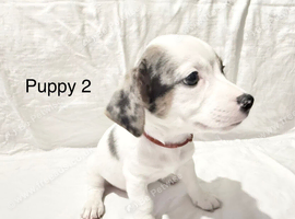 Jack Russell Puppys, HURRY x1 LEFT, Quality Bloodlines