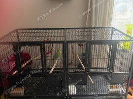 2 budgies with Cage