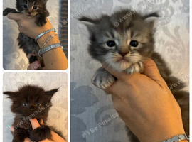 Maine coon x ragdoll kittens