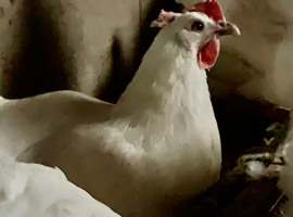 Purebred La Bresse Gauloise hatching eggs available