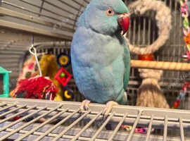 Female Indian ring neck