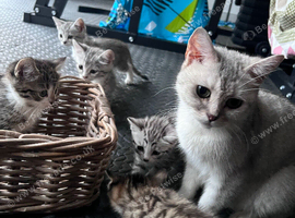 Adorable 8 Week Old Fluffy Domestic Shorthairs