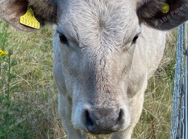 Cows and bullocks for sale