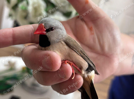 Heck's finch long tail finch