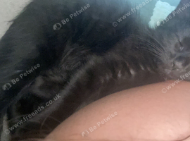 Looking to rehome male kitten
