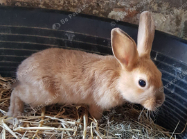 Netherland dwarf cross mini rex rabbits
