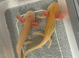 Axolots