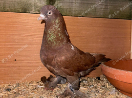 Pigeons for sale