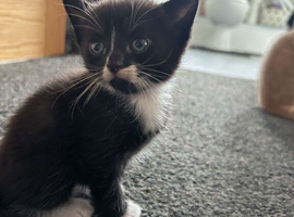 3 beautiful kittens looking for their forever loving home