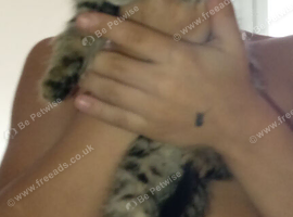 Full breed siberbian tabby kittens