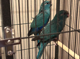 Kakariki parakeet