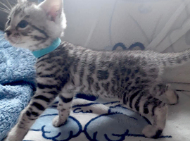 Beautiful bengal kits