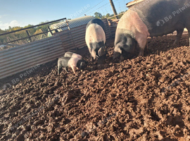 British pure bread Saddleback weaners