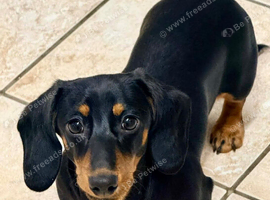 Female Dachshund FOR SALE 1 year old