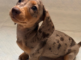 Outstanding chocolate and cream dapple dachshunds