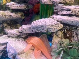 Tropical fish