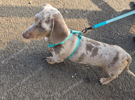 Miniature Dachshund 5 months