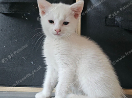 White male kitten