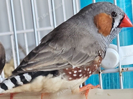 Zebra Finch