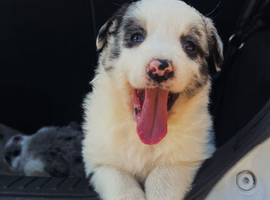 Beautiful blue merle girl