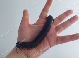 Giant African Milipede with Enclosure