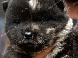 Gorgeous Fluffy Chow Chow Puppies - Loving Forever Homes
