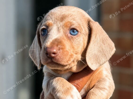 KC Registered Miniature Dachshund puppies