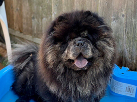 Merle chow stud - blue and Tan