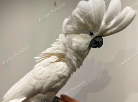 Umbrella cockatoo READY