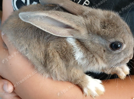 Beautiful tiny Dutch/Lionhead babies