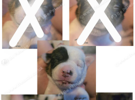 5 miniature jack russells