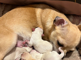 Gorgeous 10 weeks old Chihuahua puppies for sale.