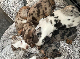 Miniature Dachshunds