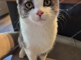 Ready now Beautiful British long haired kitten