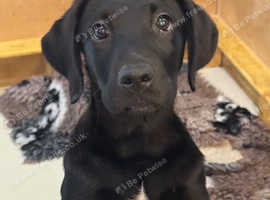 Kc registered Labrador pups