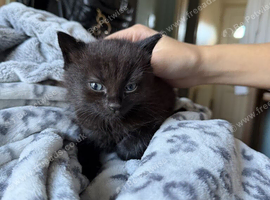 Mixed Kittens