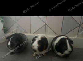 3 girl Guinea pigs