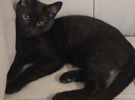 A loving all black male kitten mixed breed