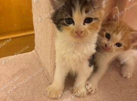 Ragdoll X Kittens