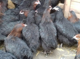 Copper black marrans