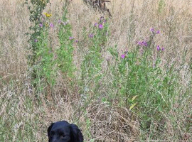 10 month old springer spaniel female