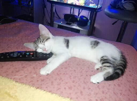 Pretty little female kitten