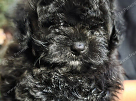 Pomapoo F1b Puppies,Absolutely Beautiful. Very Rare